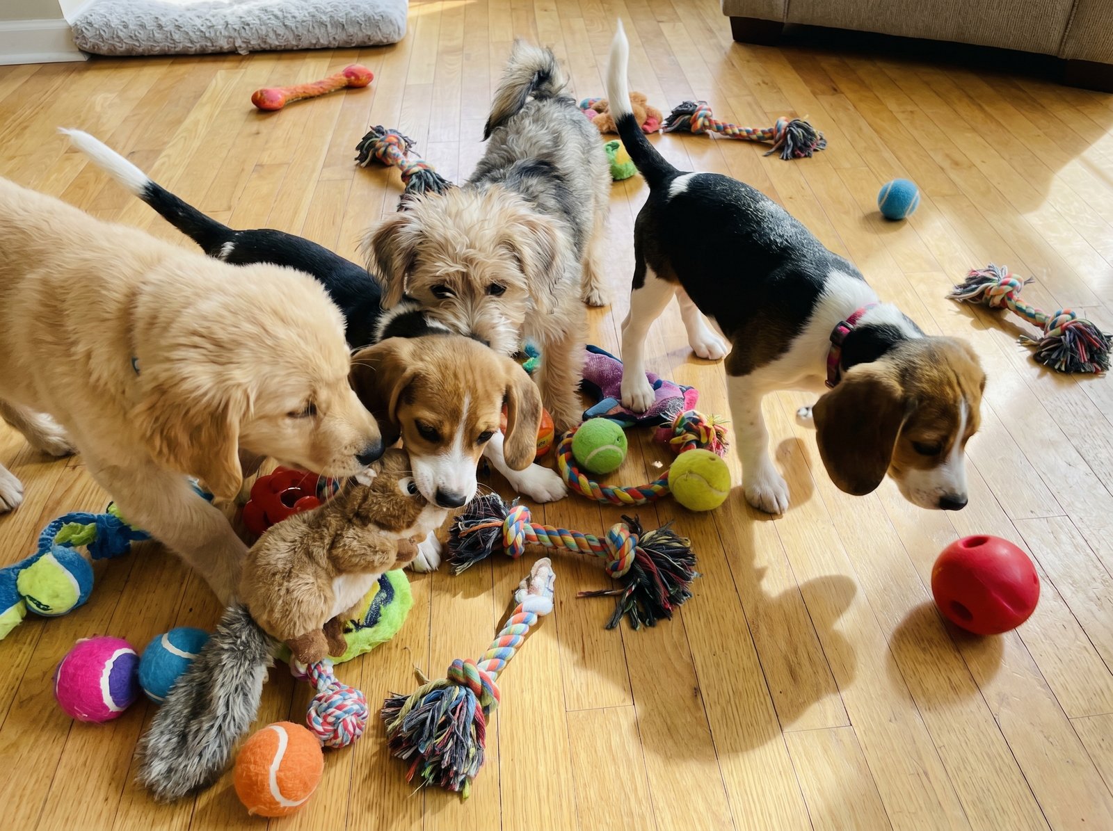 Cães e gatos brincando